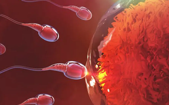 芜湖供卵试管包性别套餐-高精子流产率影响成功受孕，试管婴儿是一个有效的解决方案(图1)